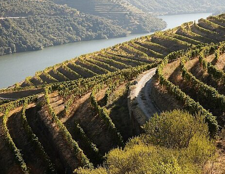 Wine&Soul Vineyards