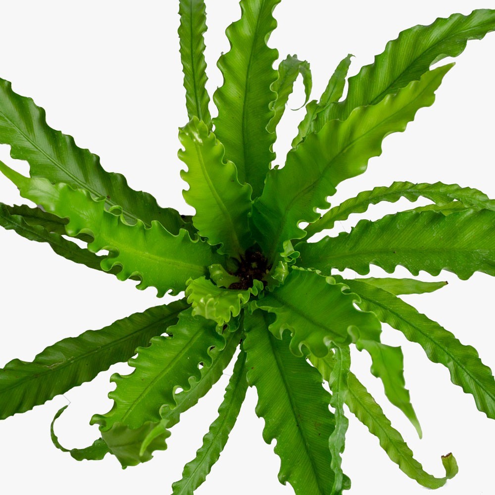 Greenery NYC Victoria Bird's Nest Fern 6" Shop Low Maintenance