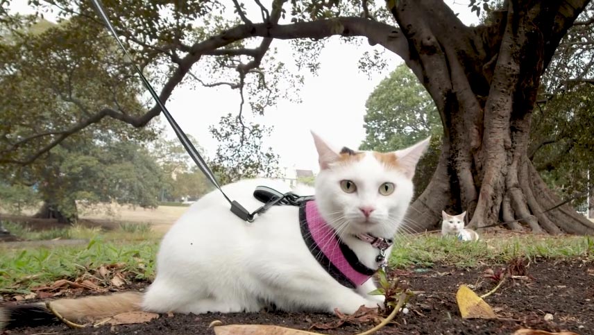 Reducing your pawprint with the catexplorers Lumos & Noxie