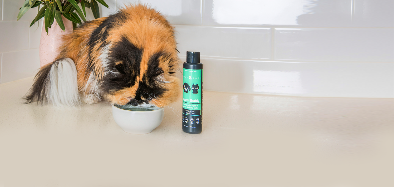 Fresh breath drink for dogs and cats- dog with drinking bowl