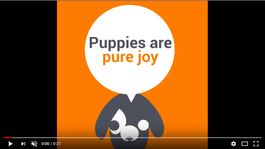 How to wash your puppy