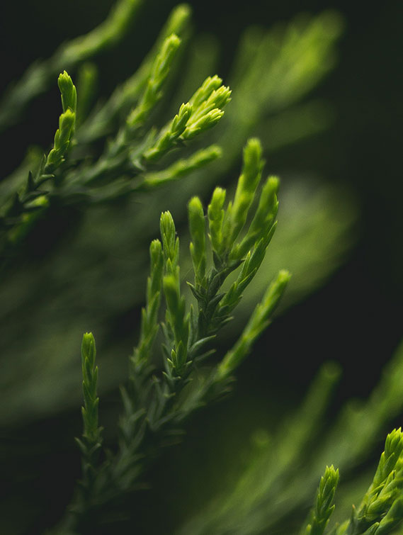 ABIES SIBIRICA NEEDLE (FIR) OIL
