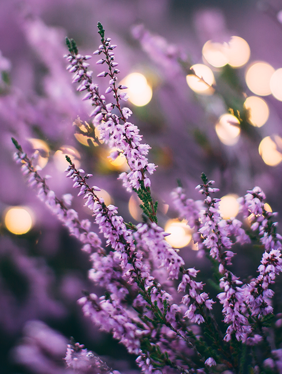LAVANDULA ANGUSTIFOLIA (LAVENDER) OIL
