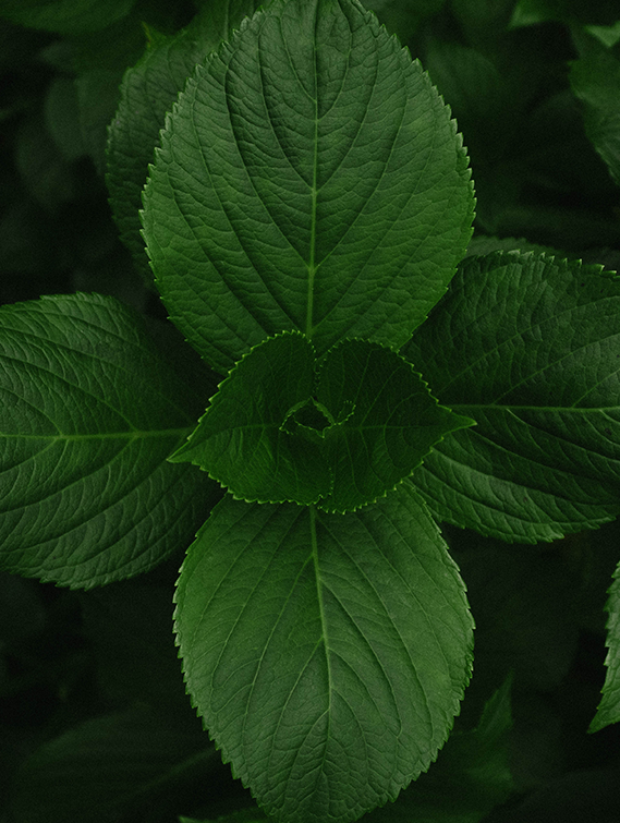MENTHA PIPERITA (PEPPERMINT) OIL