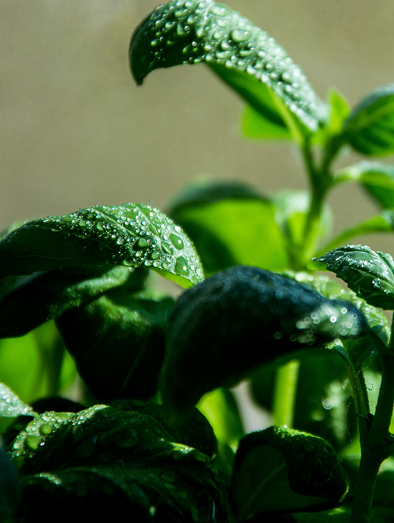 OCIMUM BASILICUM (BASIL) OIL