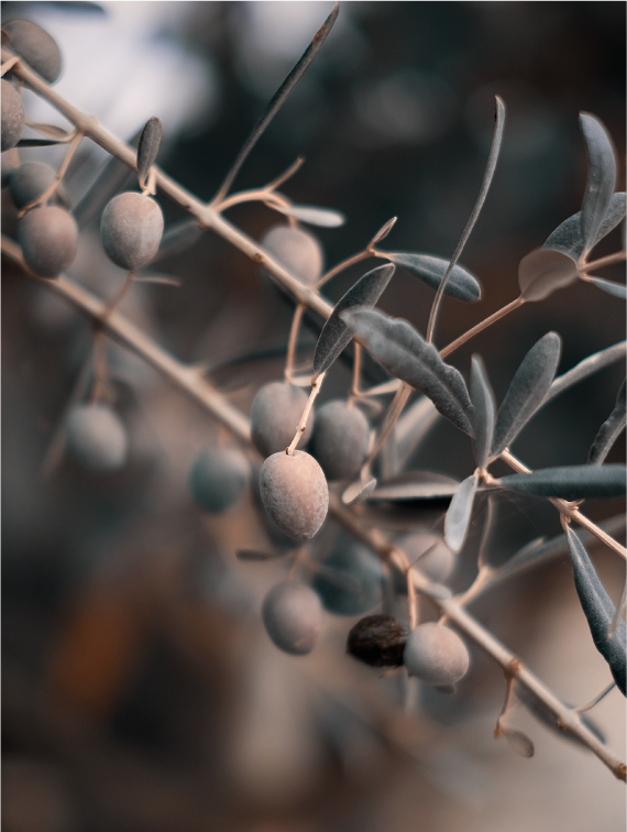 OLEA EUROPAEA (OLIVE) FRUIT OIL