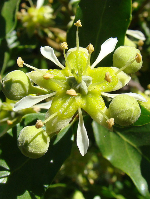 QUILLAJA SAPONARIA BARK EXTRACT