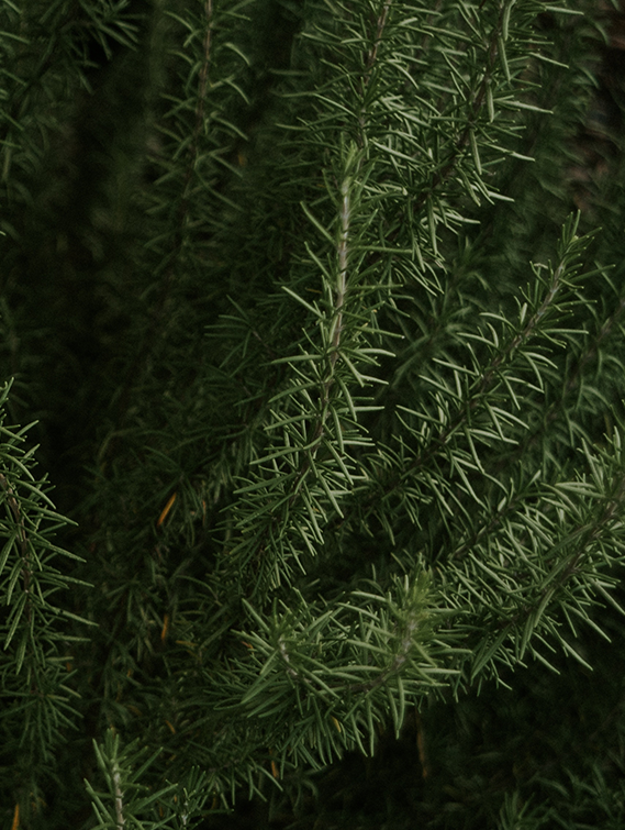 ROSMARINUS OFFICINALIS (ROSEMARY) LEAF OIL